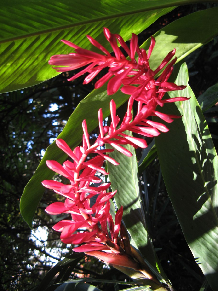 Альпиния фото