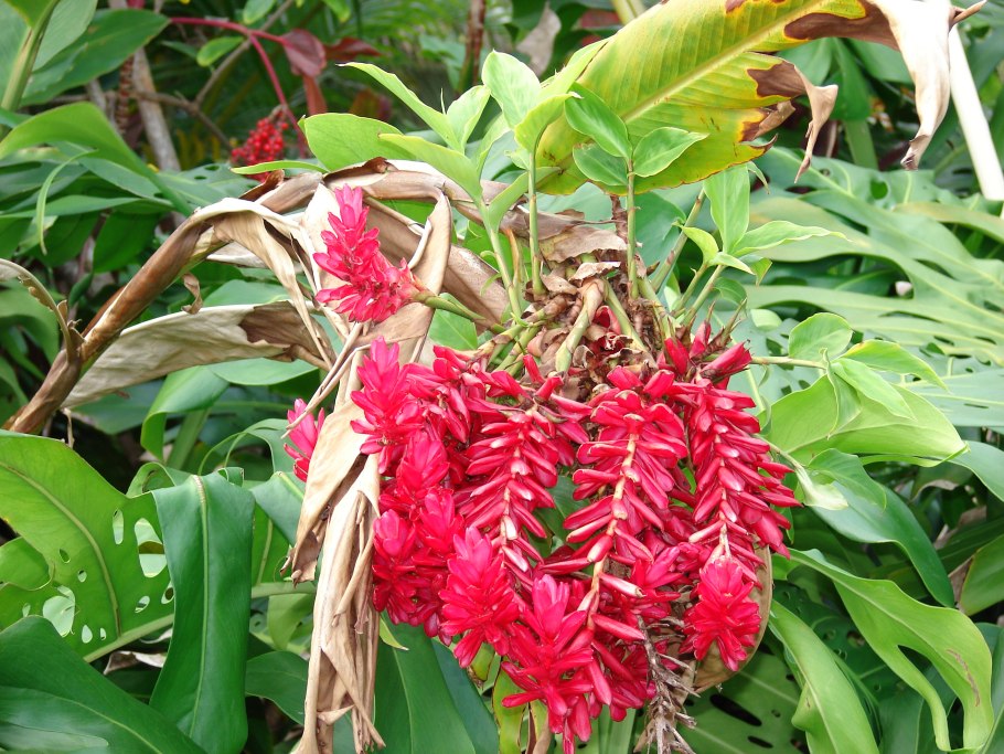 Альпиния Сандера