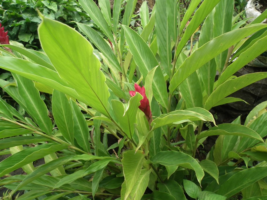Альпиния (Alpinia) purpurata (92)