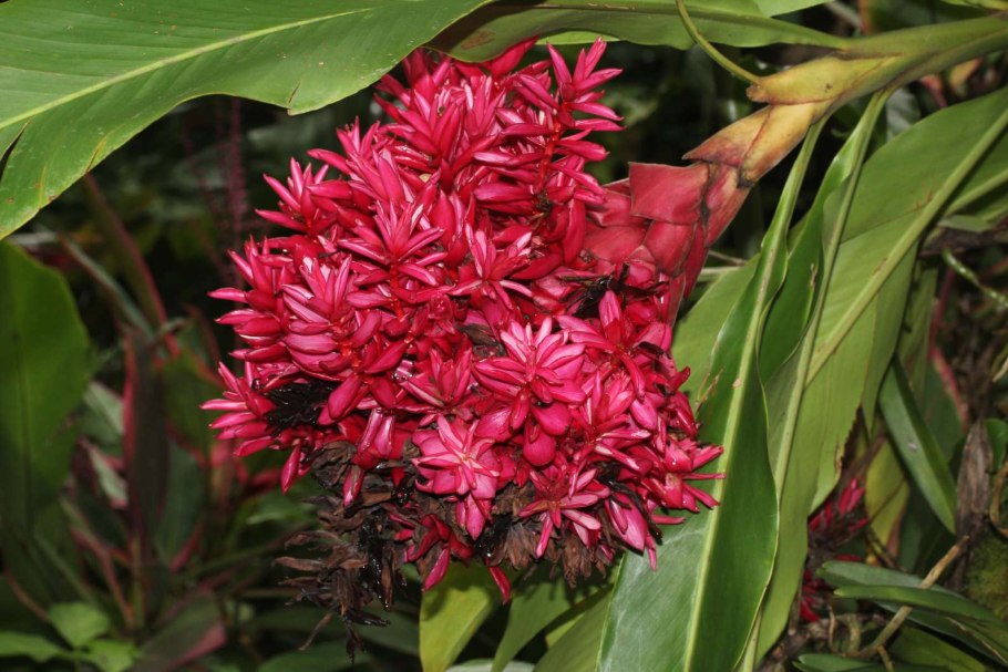 Альпиния цветок