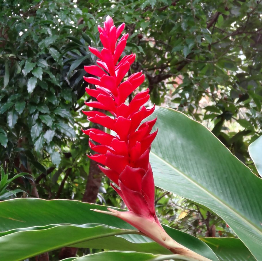 Альпиния пониклая