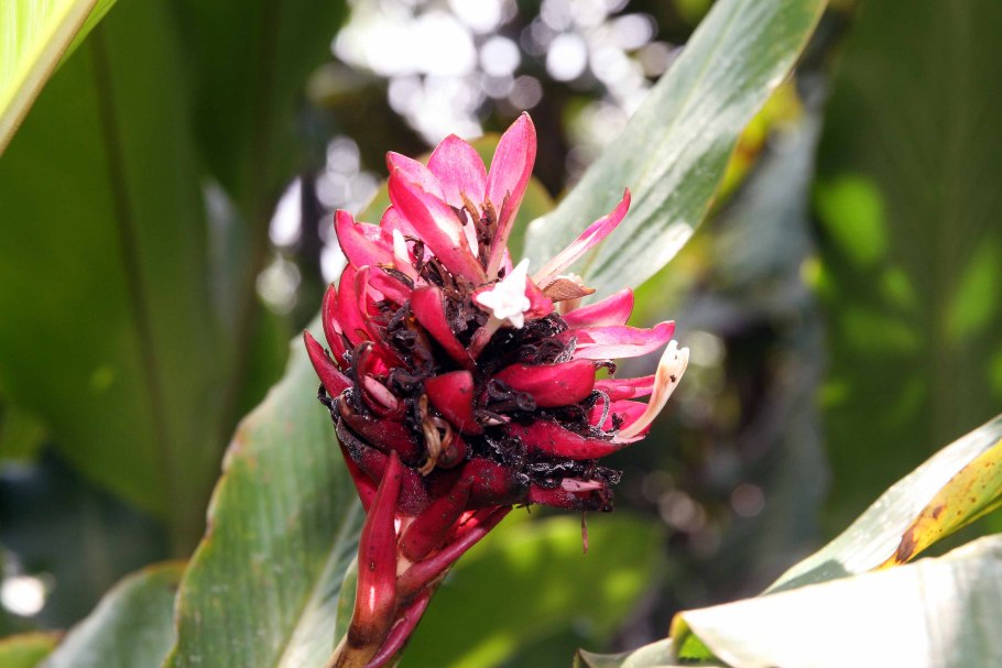 Альпиния ( Калатея) purpurata zerumbet