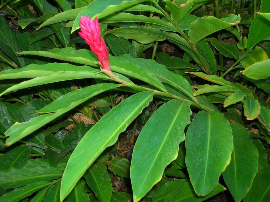 Альпиния (Alpinia) purpurata (92)