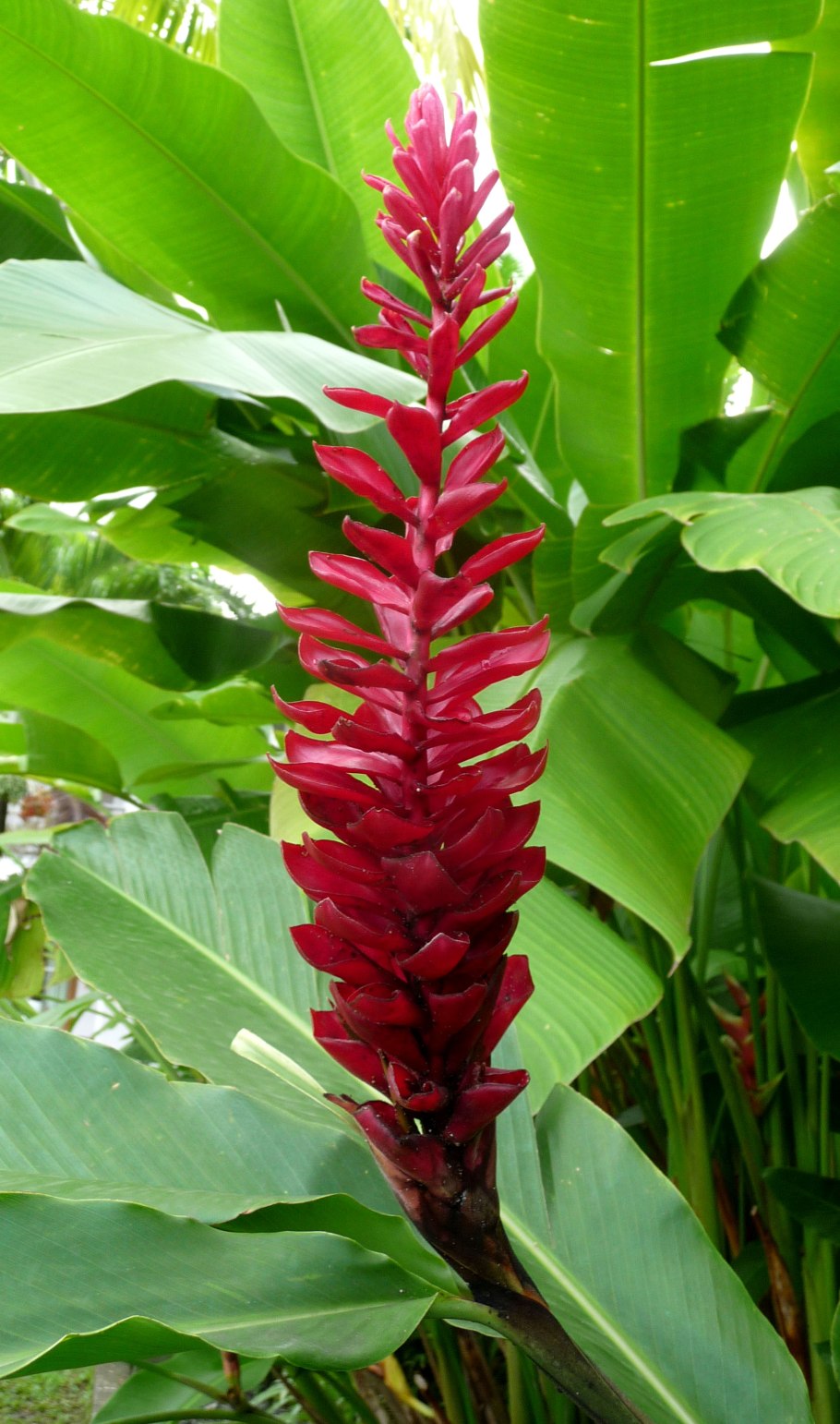 Альпиния purpurea