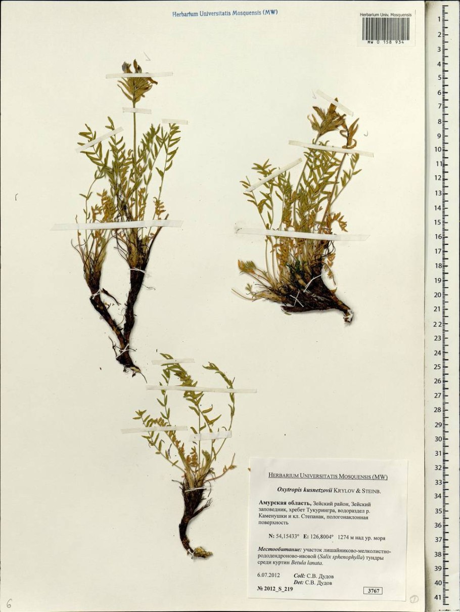 Остролодочник русский (oxytropis ruthenica) рисунок