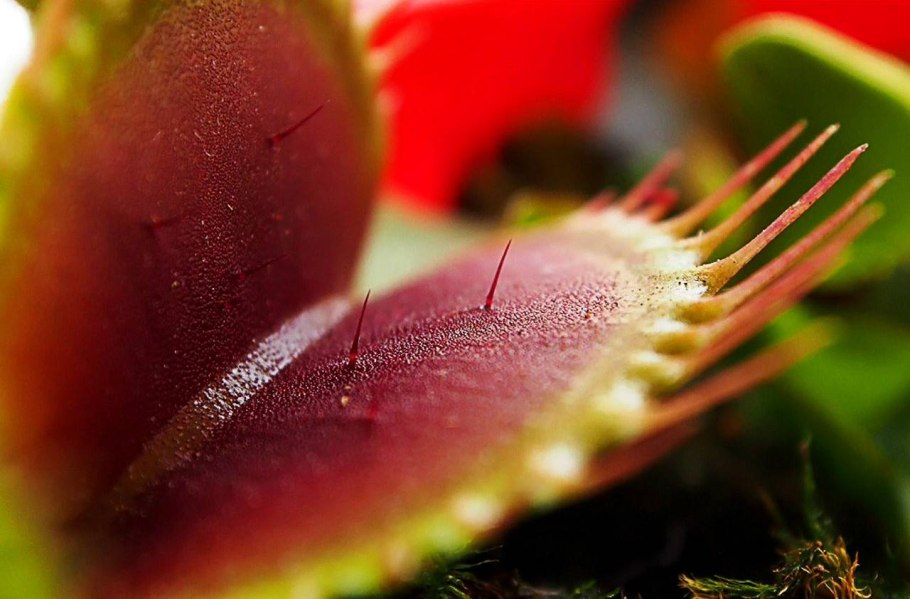 Венерина мухоловка цветок