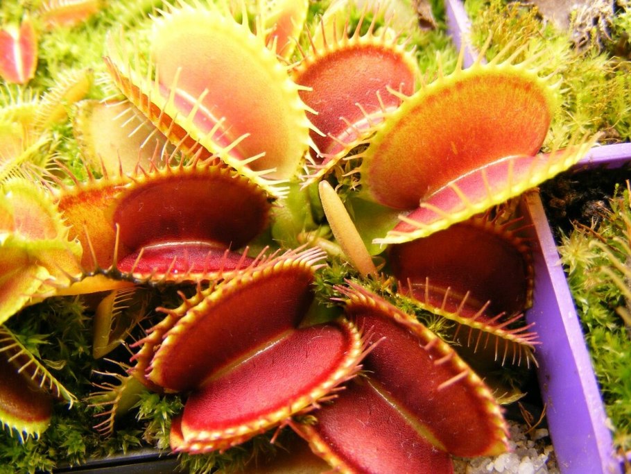 Венерина мухоловка красная