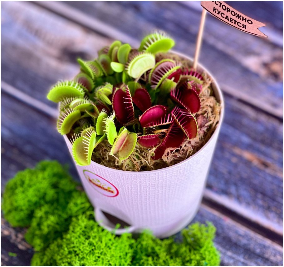 Растение венерина мухоловка