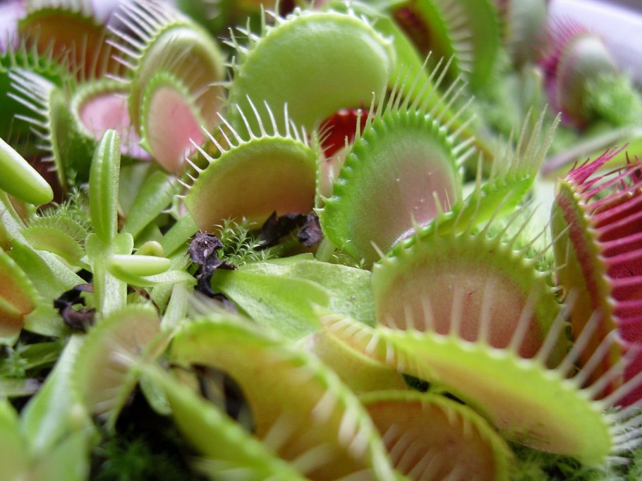Цветок хищник Венерина мухоловка
