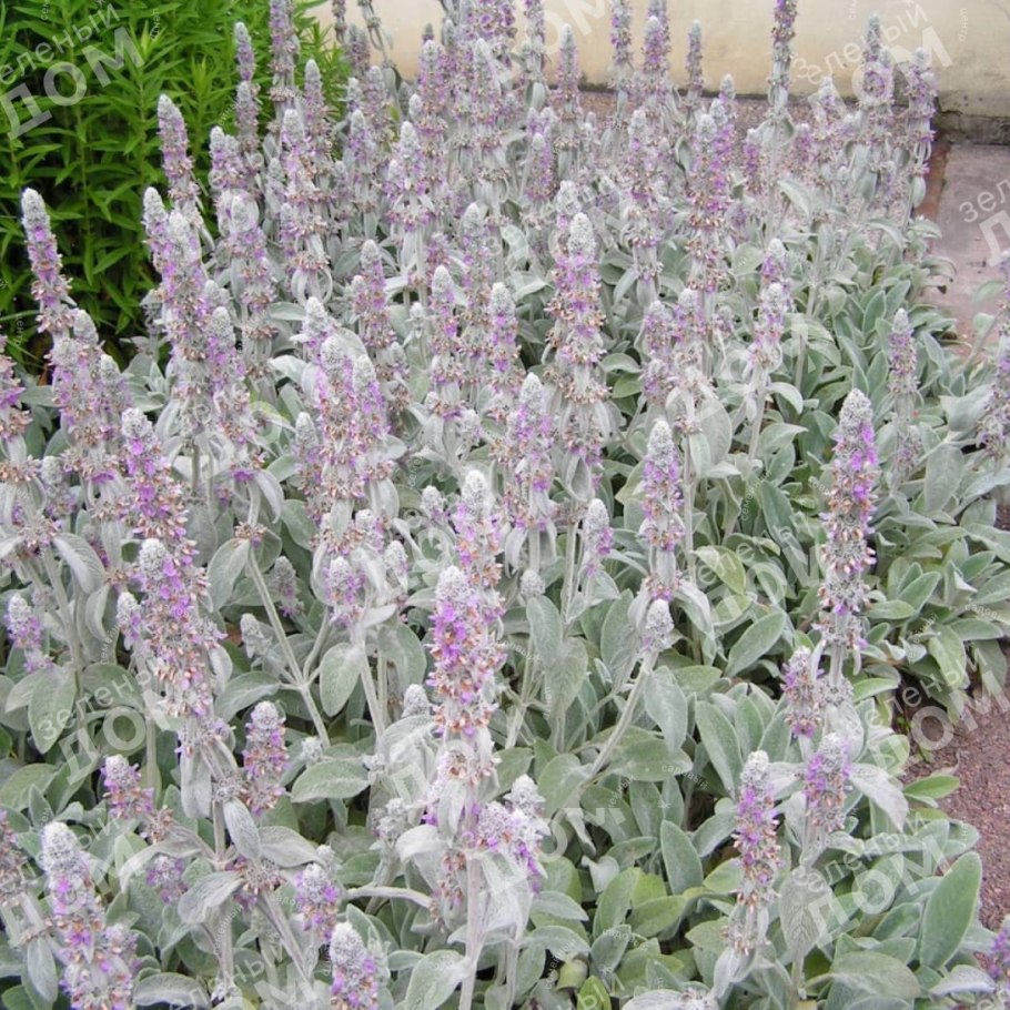 Чистец византийский стахис