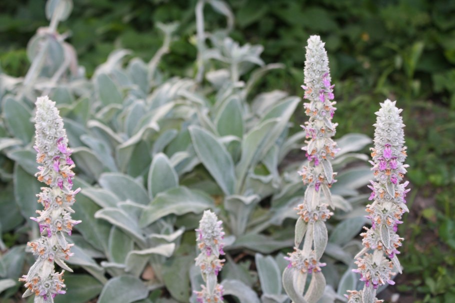 Стахис шерстистый чистец византийский