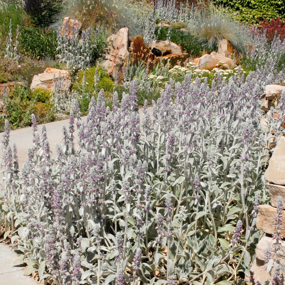 Стахис шерстистый