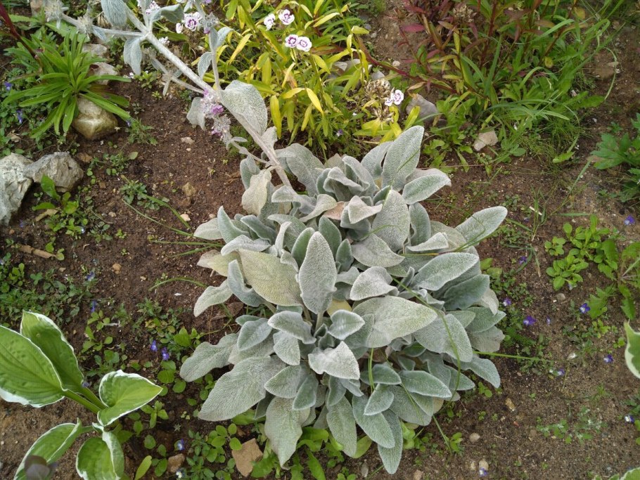 Растение чистец шерстистый