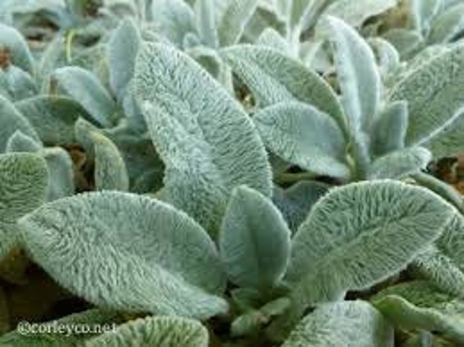 Растение стахис шерстистый