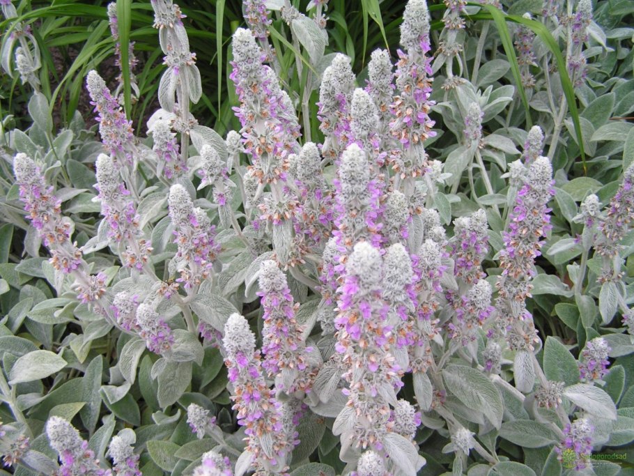 Стахис шерстистый чистец византийский