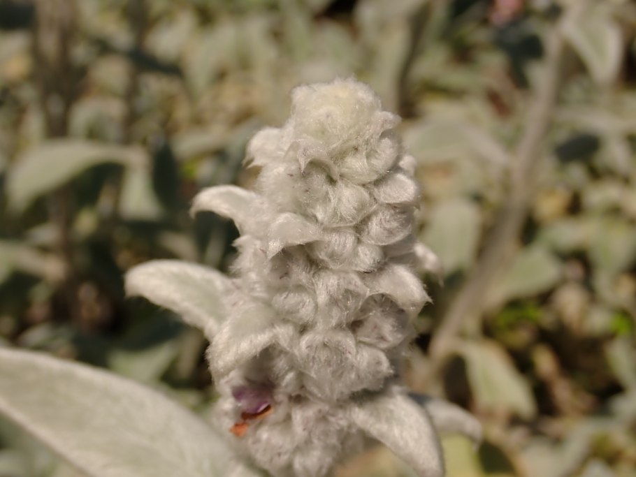 Стахис марвел шерстистый