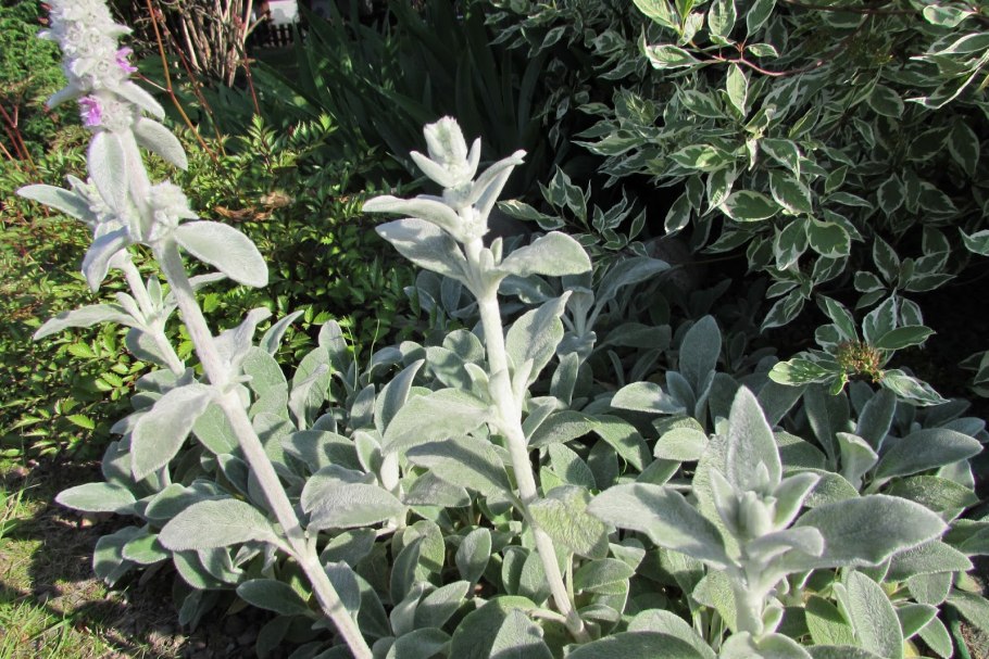 Стахис шерстистый чистец византийский