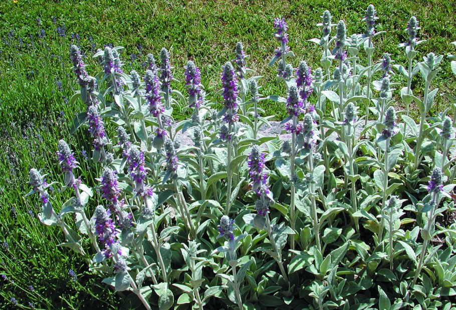 Stachys byzantina silver carpet