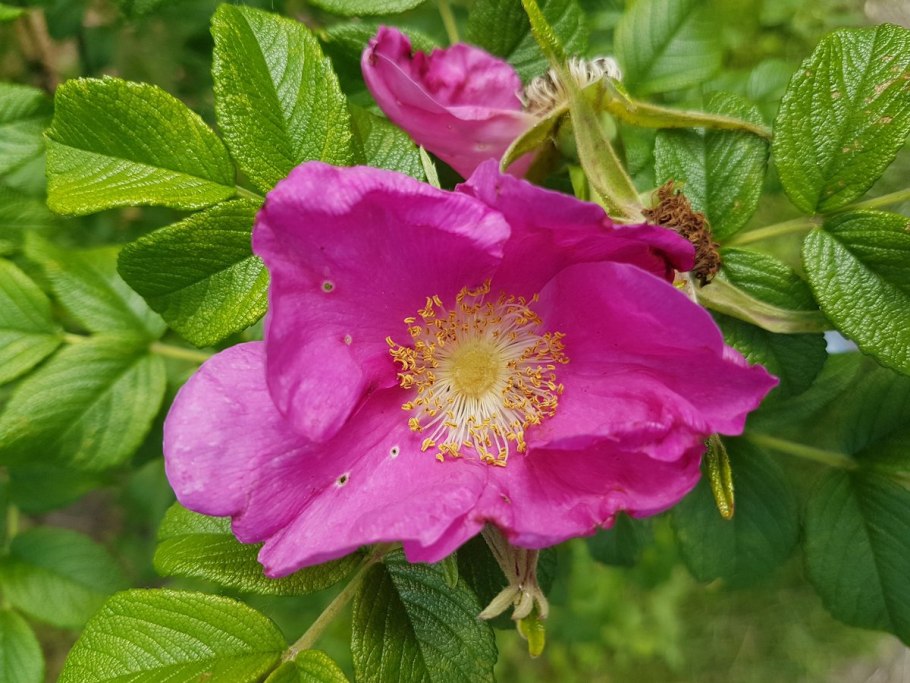 Шиповник Королевский