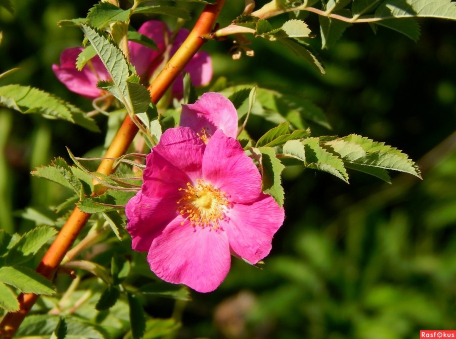 Шиповник майский