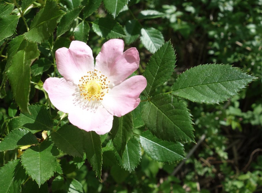 Шиповник rosa canina