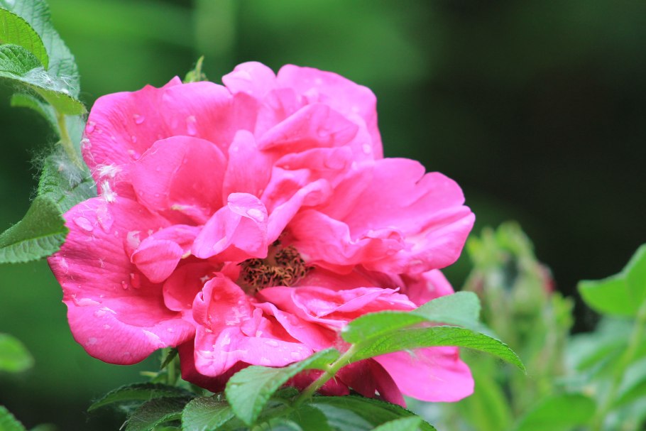 Роза ругоза махровая