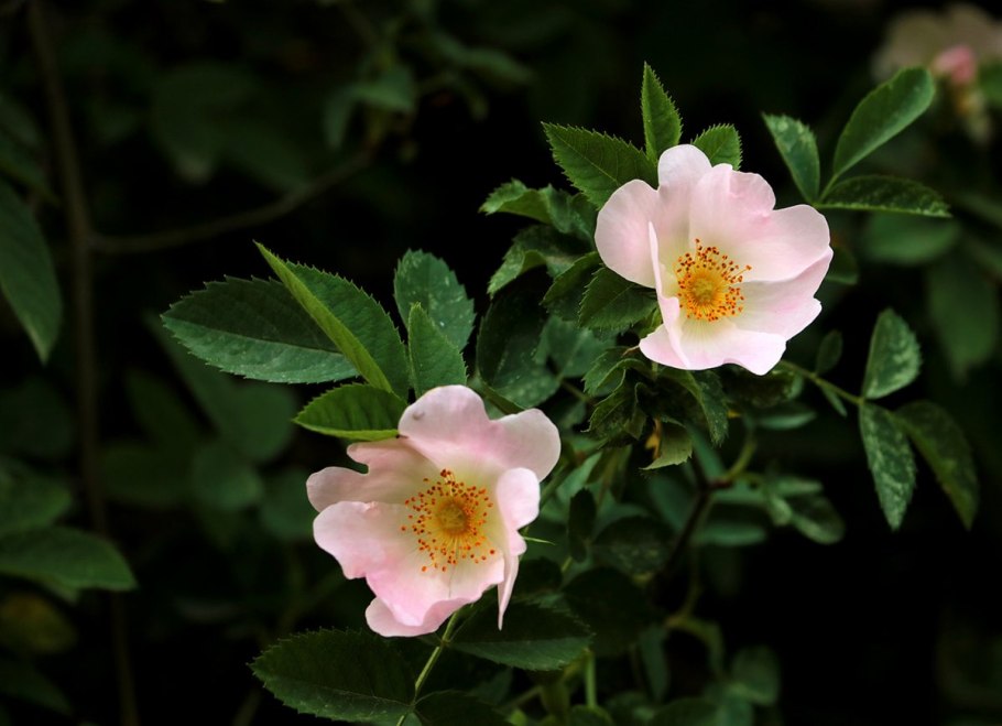 Шиповник розовидный