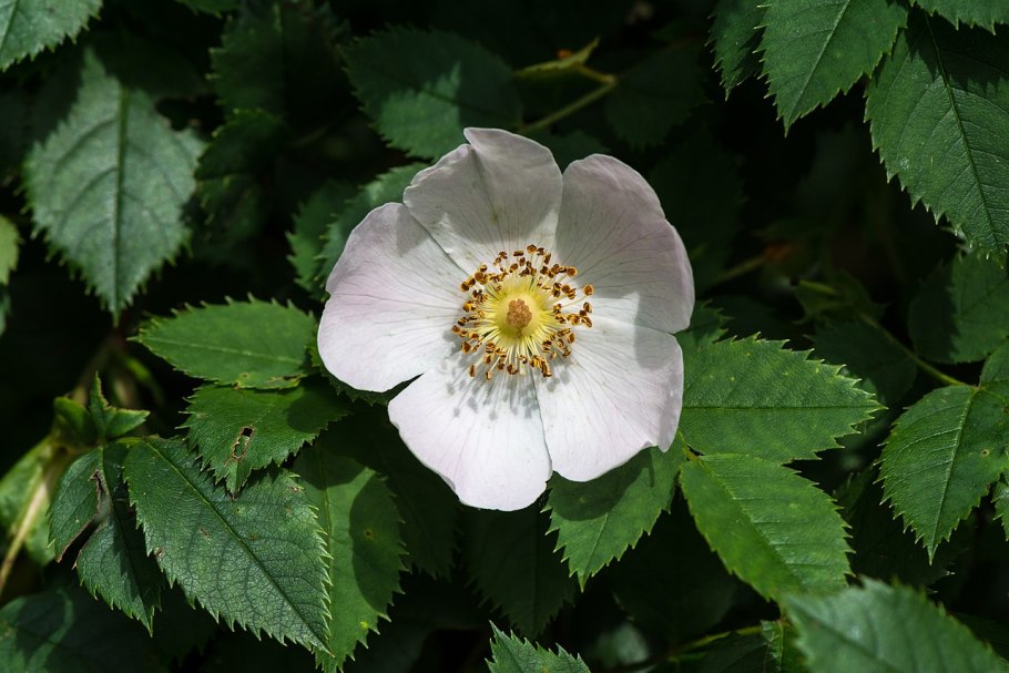 Шиповник бедренцелистный