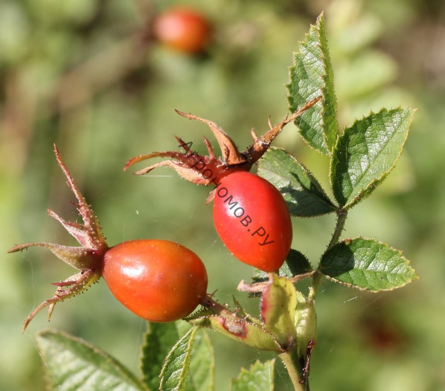 Шиповник иглистый