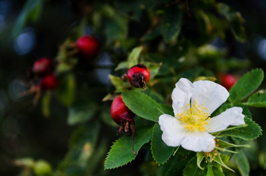 Шиповник сибирский