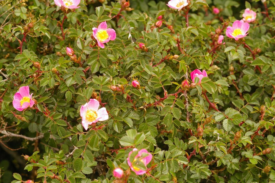Rosa canina (роза канина)