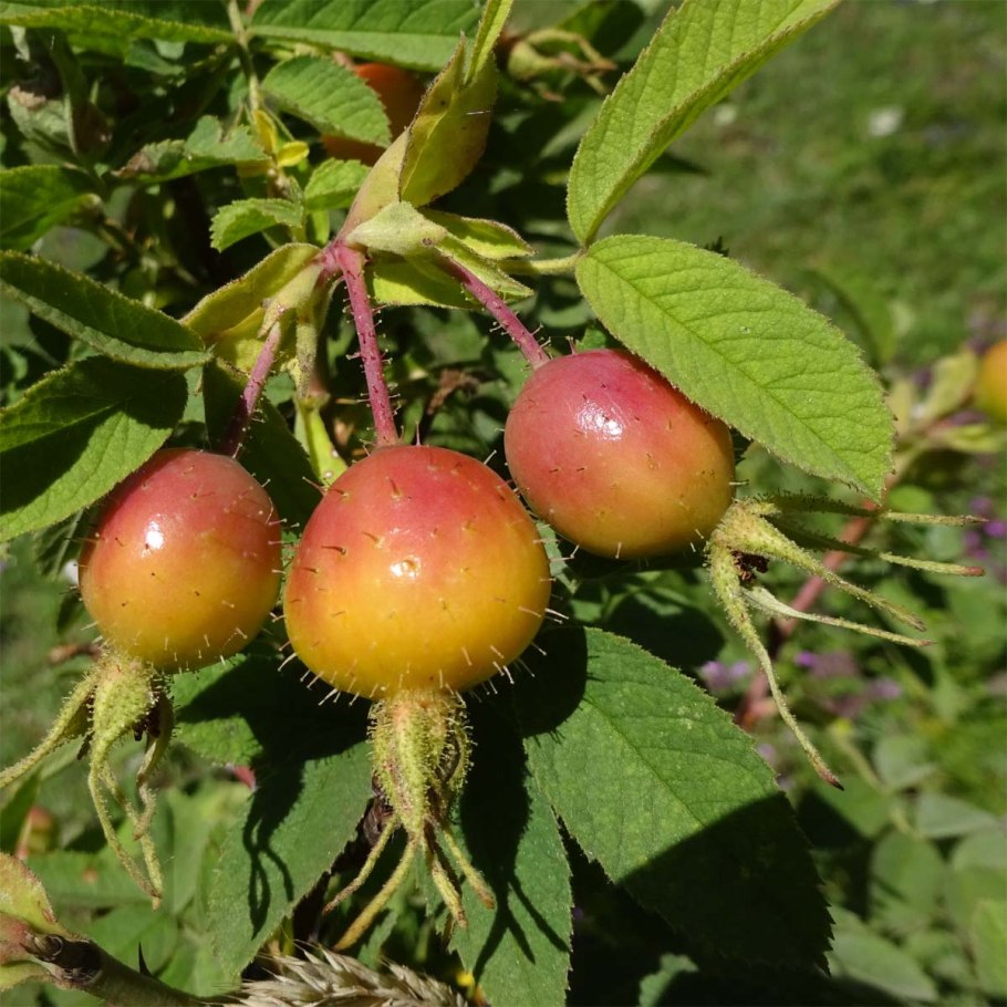 Rosa villosa l.