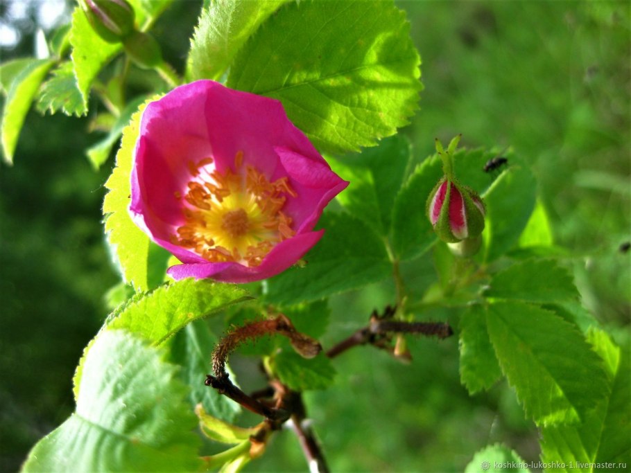 Шиповник королевский