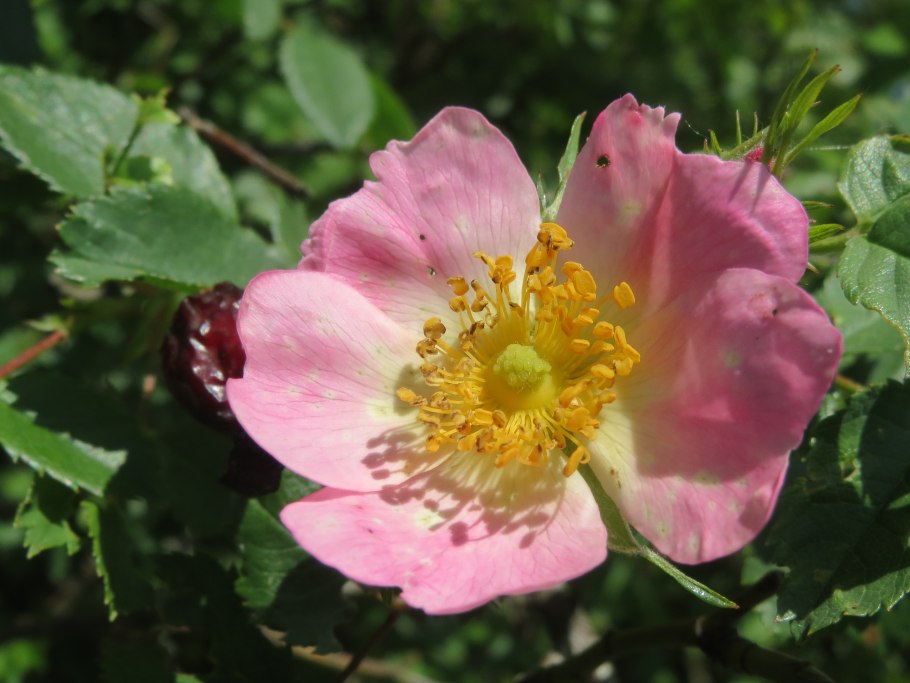 Шиповник Хьюго