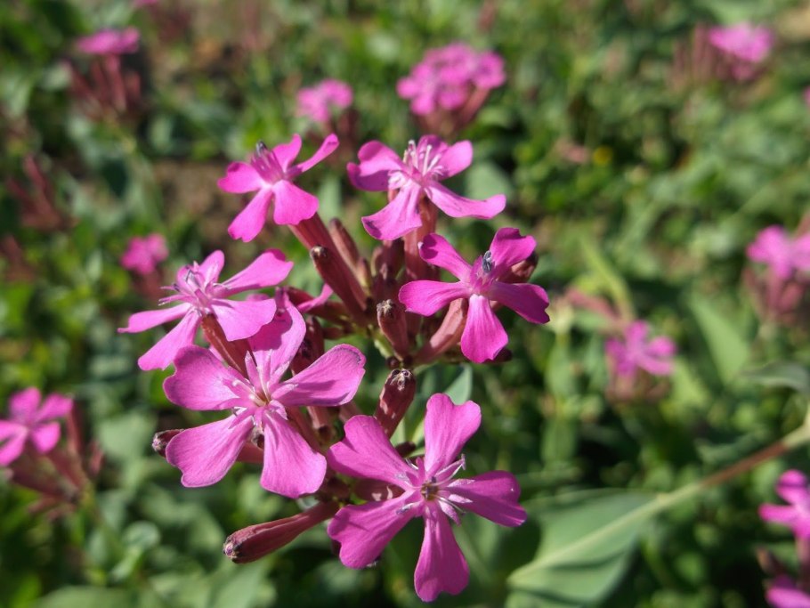 Гвоздичные Смолевка обыкновенная