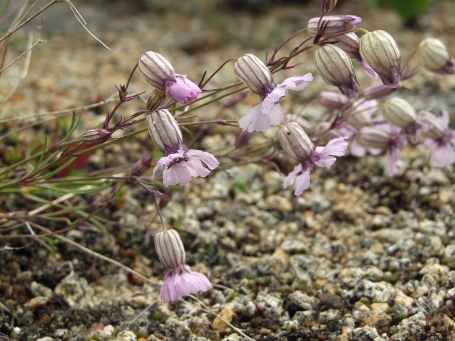 Смолевка бесстебельная семена
