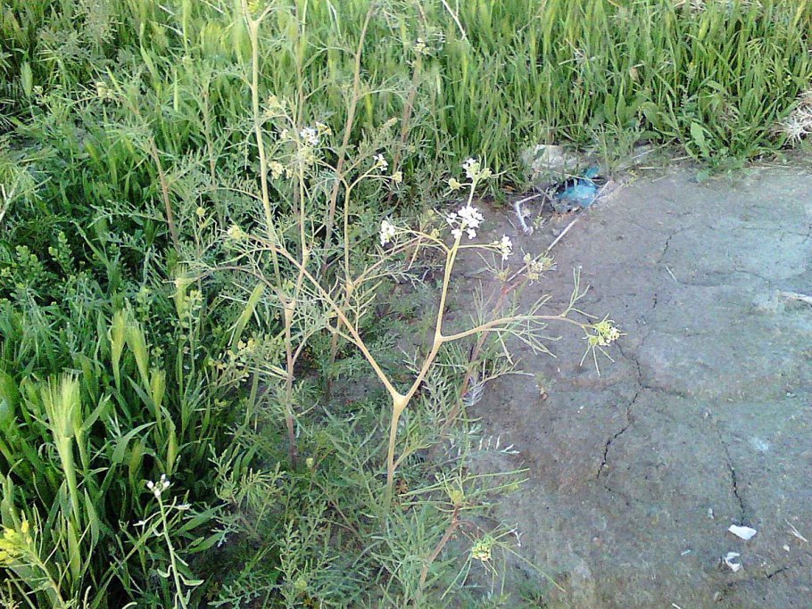 Смолевка узколистная семя