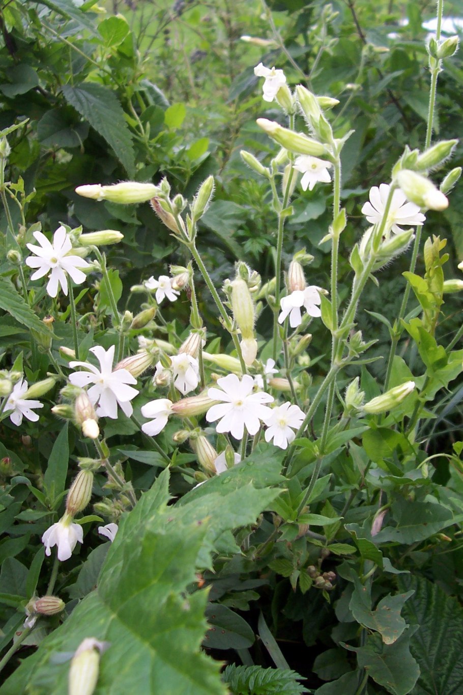 Смолёвка узколистная