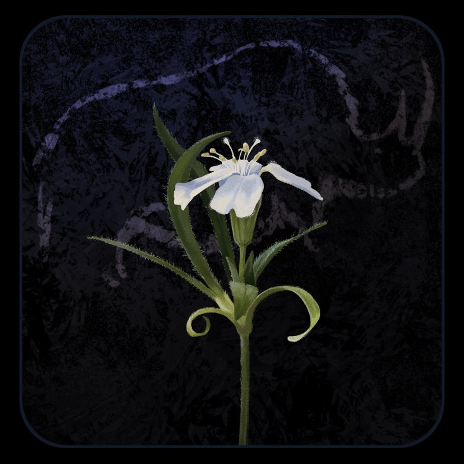 Смолевка узколистная воскресшая