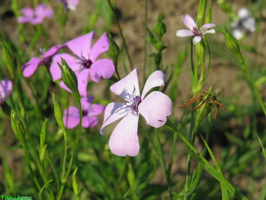 Дрема Луговая