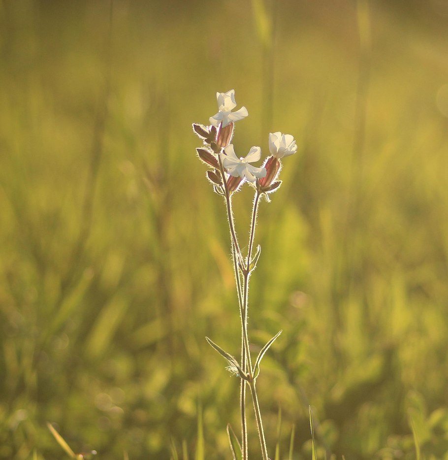 Смолёвка узколистная