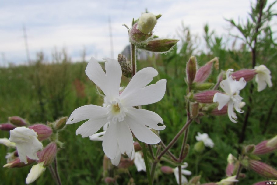 Смолевка ночецветная