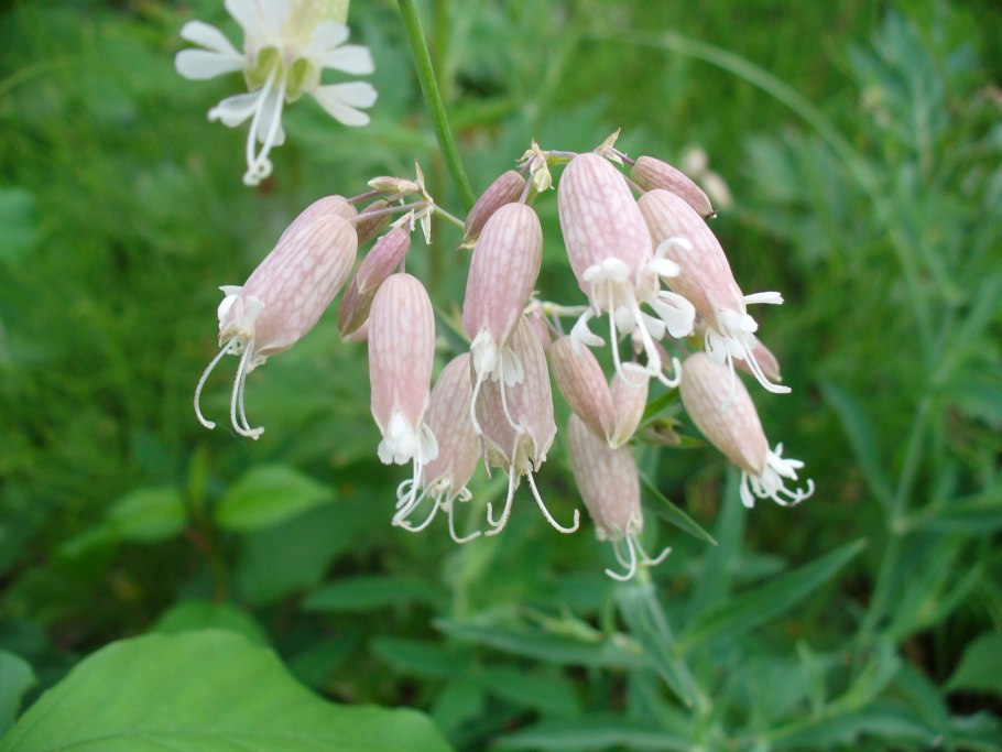 Смолевка Альпийская