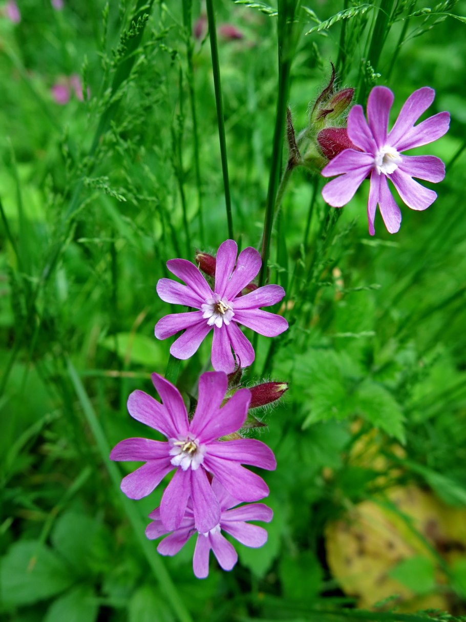 Смолевка Альпийская Вариегата