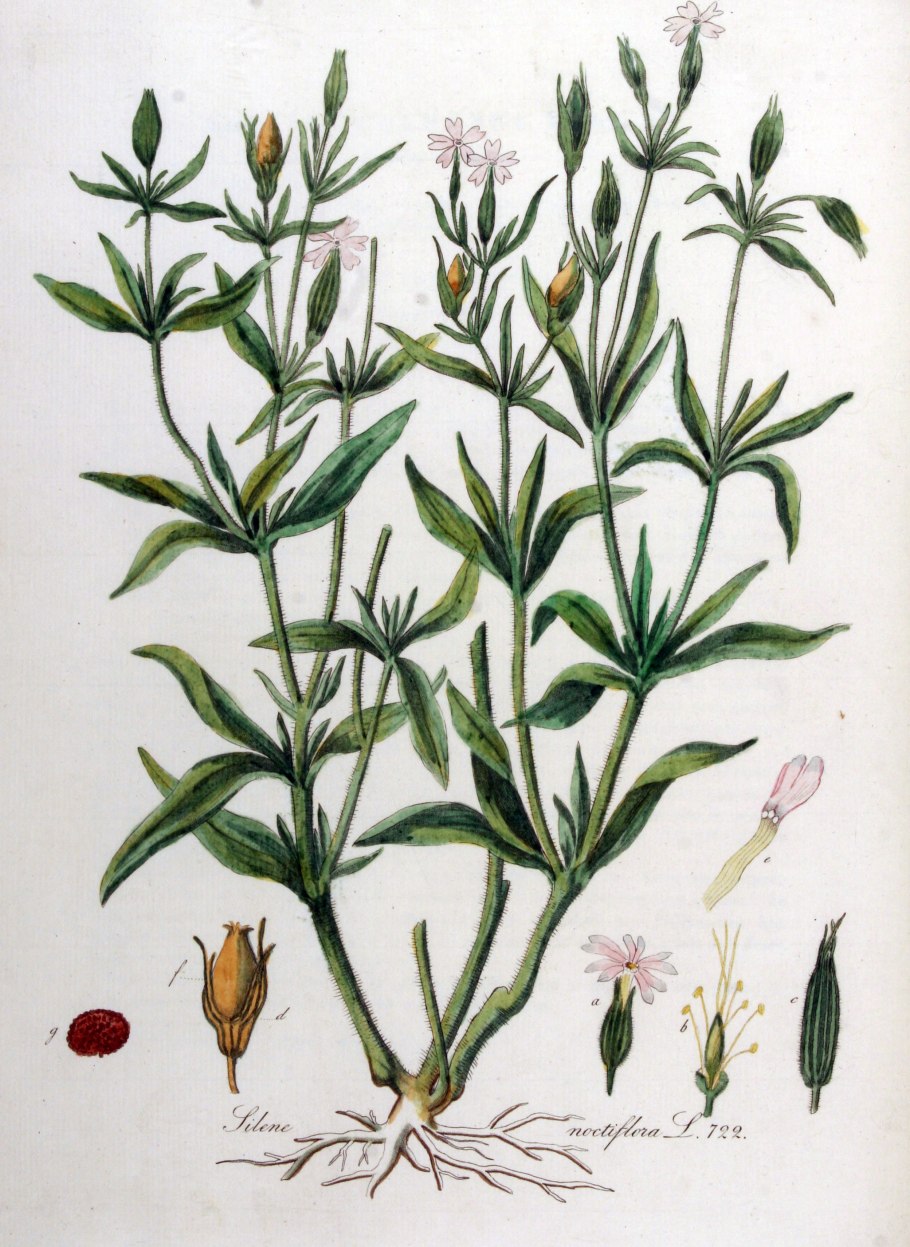 Смолёвка узколистная