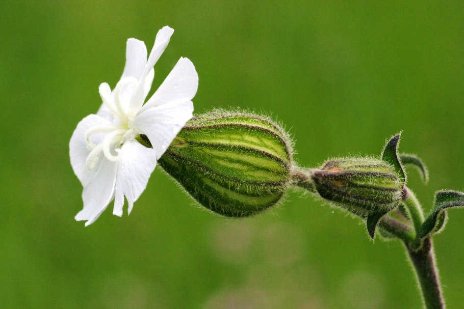 Смолевка капская