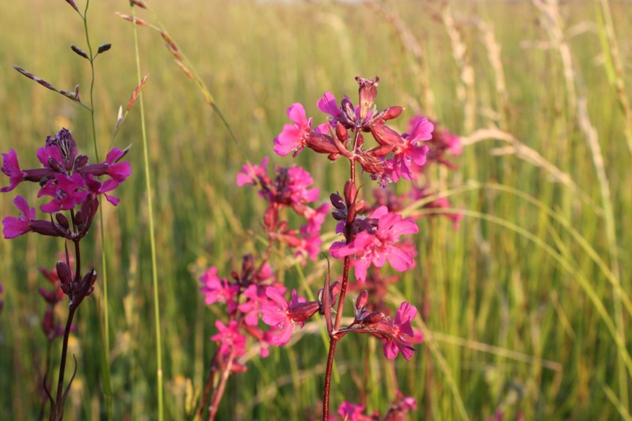 Смолка луговая
