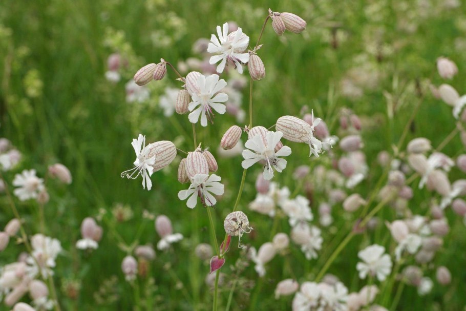 Silene vulgaris Смолевка обыкновенная