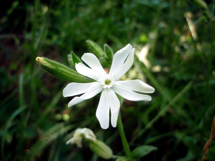 Смолевка Альпийская Вариегата