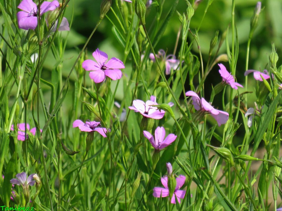 Смолевка широколистная